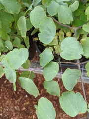 Thalictrum rochebruneanum