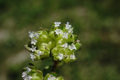 Valerianella turgida