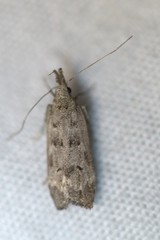 Dichomeris inversella