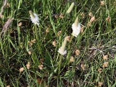 Plantago schwarzenbergiana