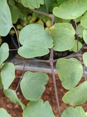Thalictrum rochebruneanum