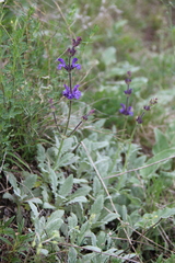 Salvia canescens
