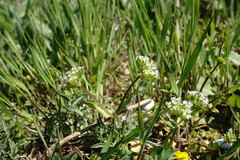 Valerianella turgida
