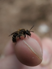 Andrena bradleyi