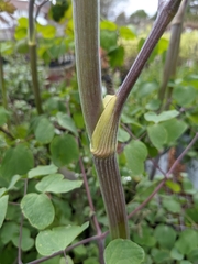 Thalictrum rochebruneanum
