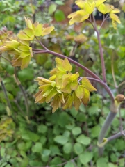 Thalictrum rochebruneanum