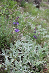 Salvia canescens