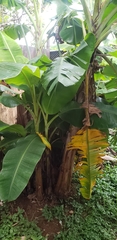 Musa × paradisiaca