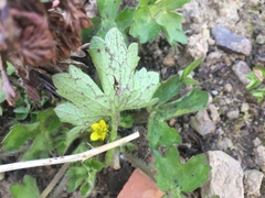 Angiospermae