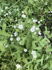 Pholistoma membranaceum