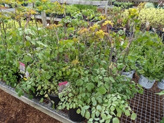 Thalictrum rochebruneanum