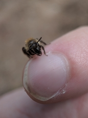 Andrena bradleyi