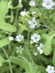 Pholistoma membranaceum