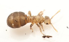 Tetramorium atratulum