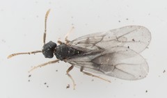 Tetramorium atratulum