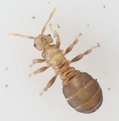 Tetramorium atratulum
