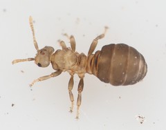 Tetramorium atratulum