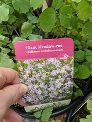 Thalictrum rochebruneanum