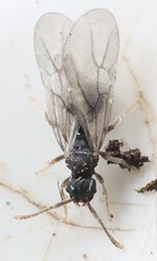 Tetramorium atratulum