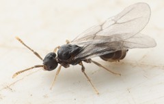 Tetramorium atratulum