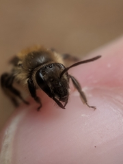 Andrena bradleyi