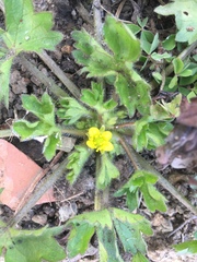 Angiospermae
