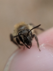 Andrena bradleyi