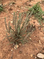 Plantago aristata