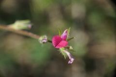 Onobrychis aequidentata