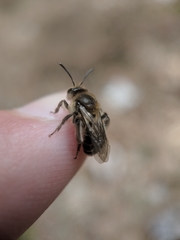 Andrena bradleyi