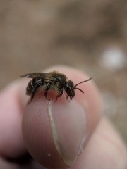 Andrena bradleyi