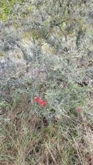 Calliandra haematomma