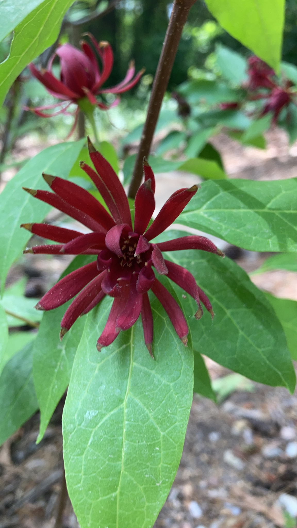Calycanthaceae