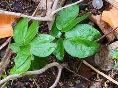 Calliandra tergemina emarginata
