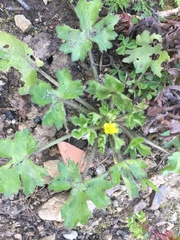 Angiospermae