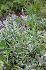 Salvia canescens