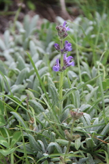 Salvia canescens