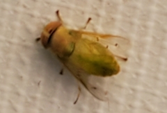 Chlorotabanus crepuscularis