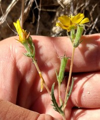 Mentzelia gracilenta