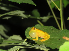 Dendropsophus arndti