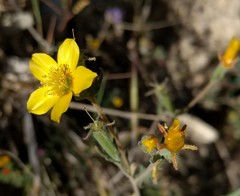 Mentzelia gracilenta