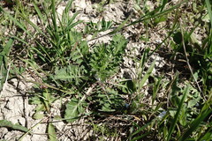 Scabiosa praemontana