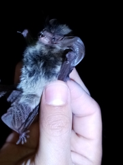 Idionycteris phyllotis