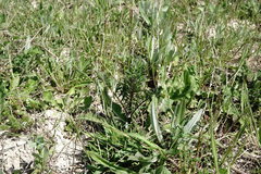 Scabiosa praemontana