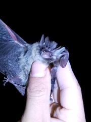 Idionycteris phyllotis