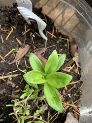 Lilieae