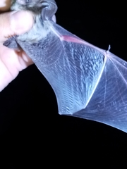 Idionycteris phyllotis