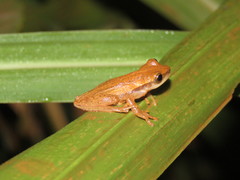 Dendropsophus walfordi
