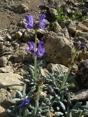 Salvia canescens