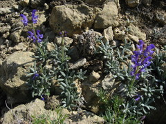 Salvia canescens